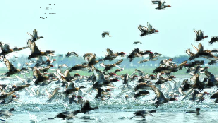 বাফলার বিলে পরিযায়ী বালিহাঁসের কলরব