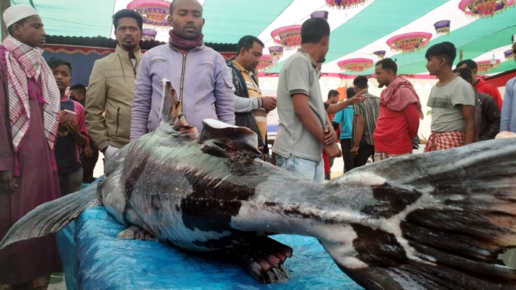 ৭৬ কেজি ওজনের বাগাড়ের দাম ২ লাখ টাকা!