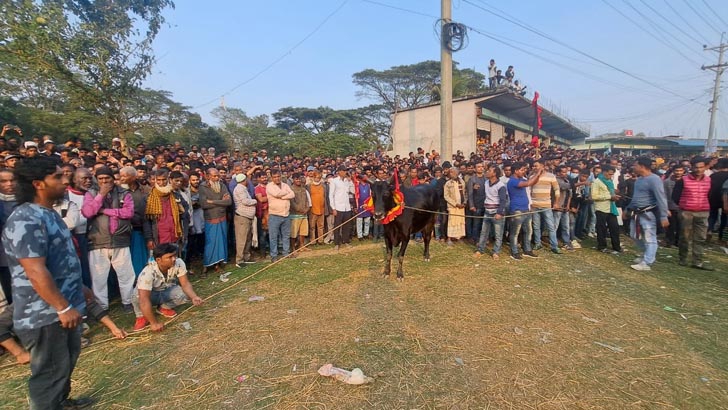 পৌষ পার্বণ উপলক্ষ্যে নবাবগঞ্জে গরুদৌড় প্রতিযোগিতা