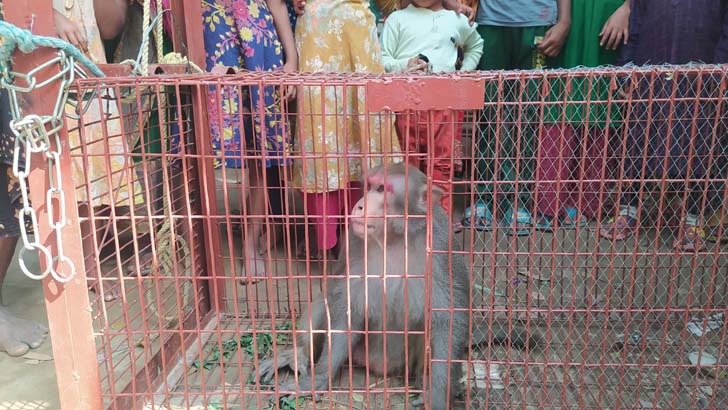 হিংস্র প্রজাতির বানর লোকালয়ে