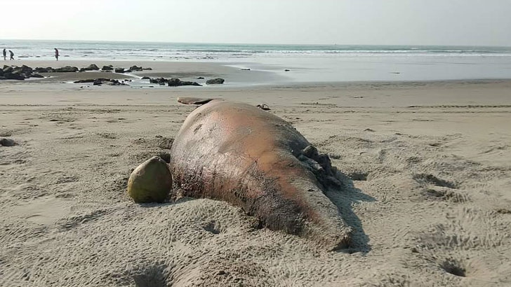 কক্সবাজার সৈকতে ভেসে এলো মৃত ডলফিন-কাছিম