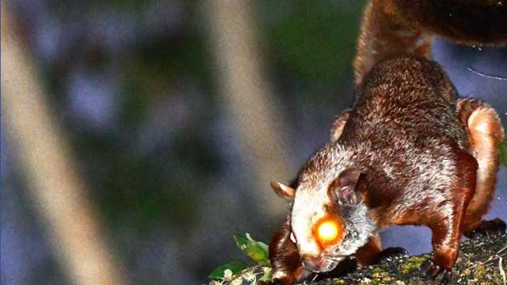 খাগড়াছড়ির বনে ‘মহাবিপন্ন’ লাল উড়ন্ত কাঠবিড়ালি