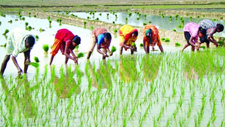 কৃষকের ভরসা ফসলের ডাক্তার