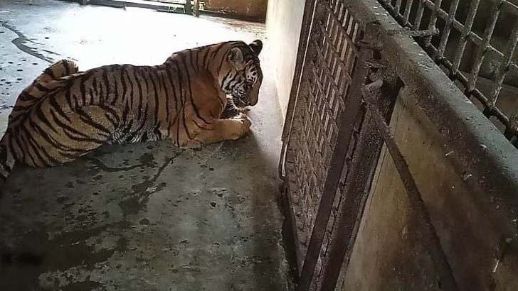 এক মাস না খেয়ে থাকা বাঘটি মারা গেছে