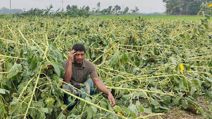 সূর্যমুখীর হাসি কেড়ে নিল হঠাৎ বৃষ্টি