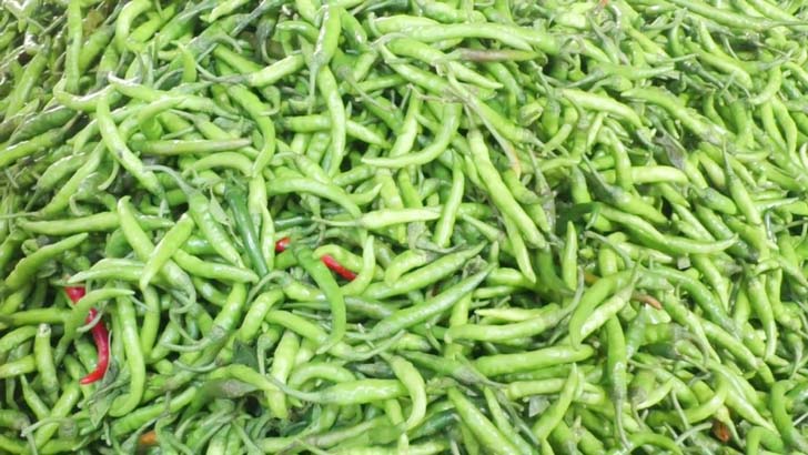 কাঁচামরিচের দাম কেজিতে ৩০ টাকা কমেছে