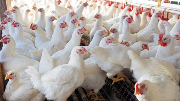 প্রতিকেজি ব্রয়লার মুরগির দাম নেবে ১৯০ টাকা