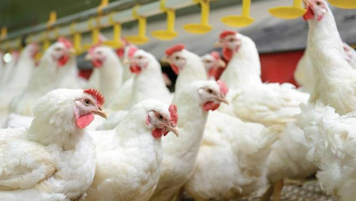 ব্রয়লার মুরগির দাম নিয়ে প্রতারণা