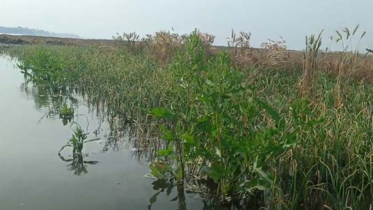 তিস্তায় পানি বৃদ্ধি, মৎস্যজীবীরা খুশি হলেও কপাল পুড়েছে কৃষকের