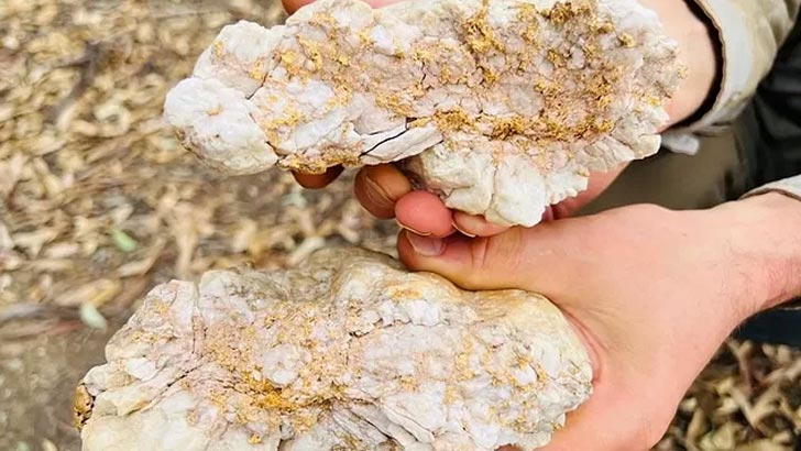 অস্ট্রেলিয়ায় মিলল সোনামিশ্রিত বিরল পাথরখণ্ড