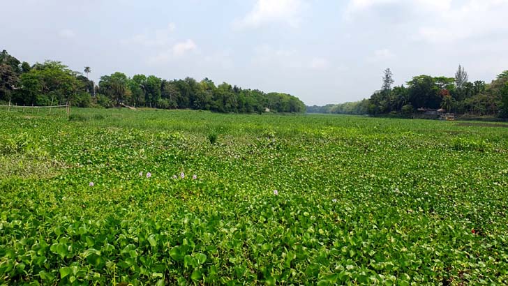 এক লাখ ৩০ হাজার টাকায় ২ নদীর ৪০ কিমি কচুরিপানা পরিষ্কার!