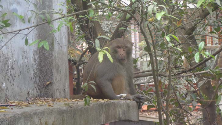 বানরটি যেন শহরবাসীর আপনজন!