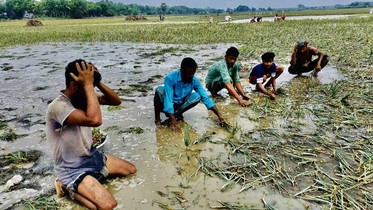 শিলাবৃষ্টিতে পেঁয়াজের ক্ষতি, চাষিদের মাথায় হাত