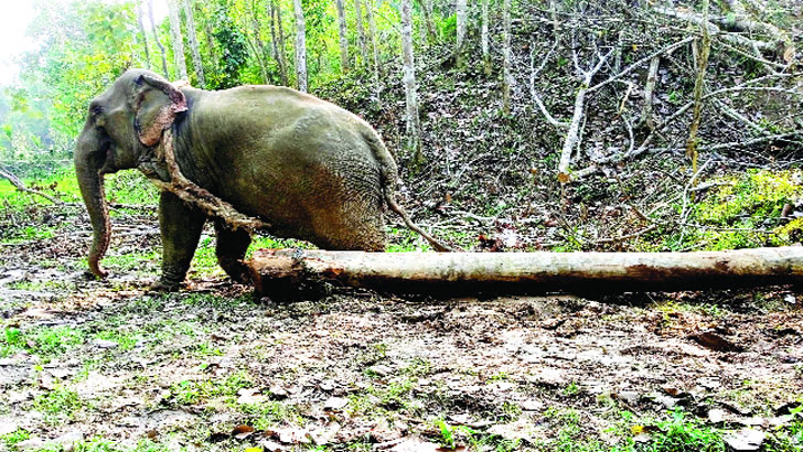 গাছের বিশাল গুঁড়ি টেনে নামানো হচ্ছে গর্ভবতী হাতি দিয়ে