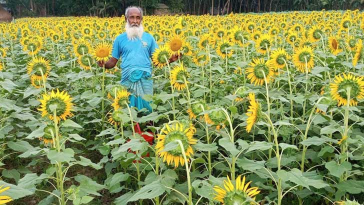 দুমকিতে সূর্যমুখী চাষে ব্যাপক সাড়া 