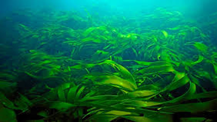 মৎস্যজীবীদের বিকল্প আয়ের উৎস হতে পারে শৈবাল