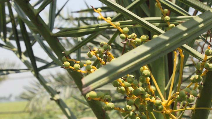 সৌদির খেজুর বাগান এখন রাণীনগরে