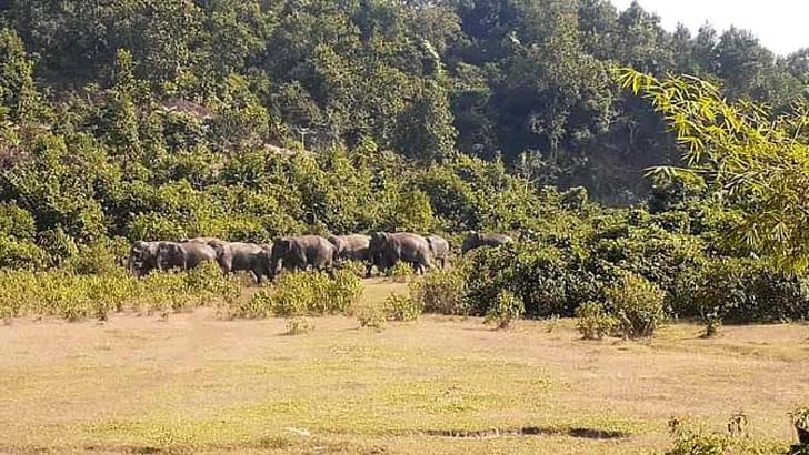 ফসলি ক্ষেতে বন্যহাতির দল, তাড়াতে গেলে আক্রমণে কৃষক আহত