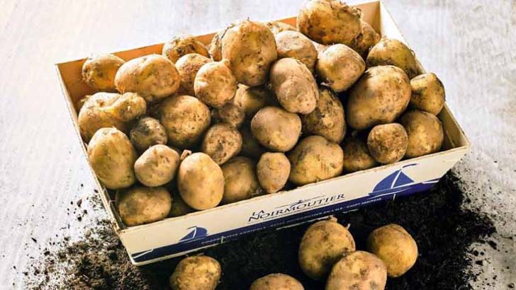 এক কেজি আলুর দাম ৫০,০০০ রুপি! 