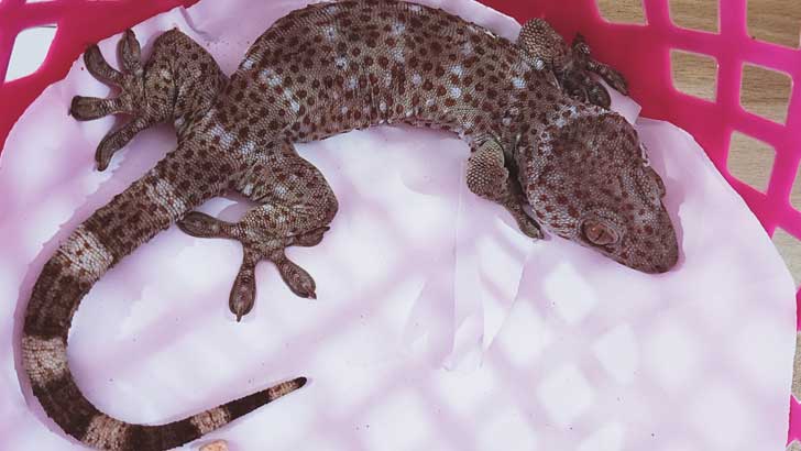 কোটি টাকার তক্ষক উদ্ধার