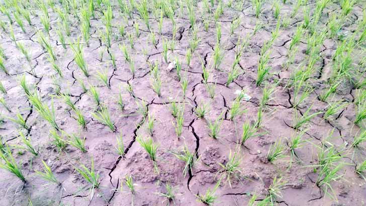 দাবদাহে কৃষি খাতে বিপর্যয়ের শঙ্কা