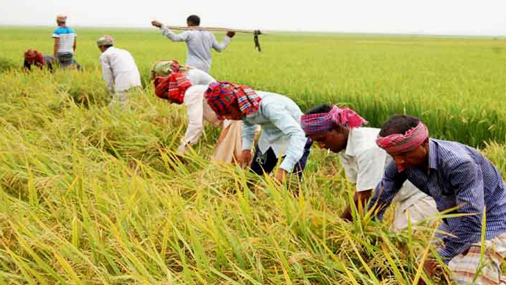 '৭০ ভাগ বোরো ধান কাটা হয়ে গেছে'