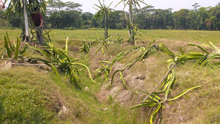 ৩৫ শতাংশ জমির ড্রাগন গাছ কেটে দিল দুর্বৃত্তরা