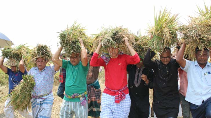 মাঠে গিয়ে কৃষকের ধান কেটে দিচ্ছে কৃষক লীগ