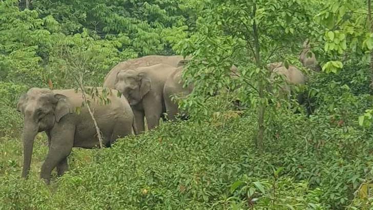 শেরপুরে বন্যহাতির আক্রমণে আহত কৃষকের মৃত্যু