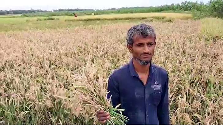 হাওড়ে ধানে চিটা, ধারদেনায় নাজুক কৃষক