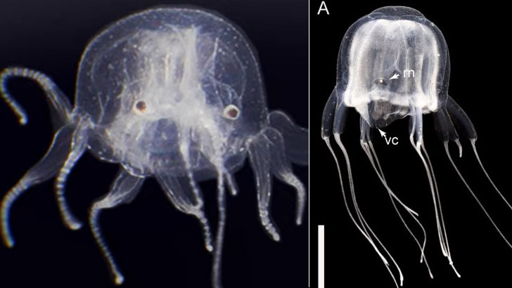 ২৪ চোখের রাক্ষুসে প্রাণীর সন্ধান, সংস্পর্শে হতে পারে ঘা!
