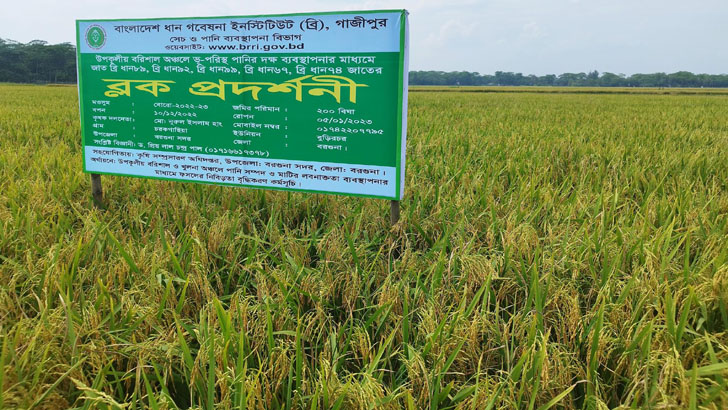 উপকূলীয় এলাকায় প্রথমবার বোরো চাষে রেকর্ড ফলন