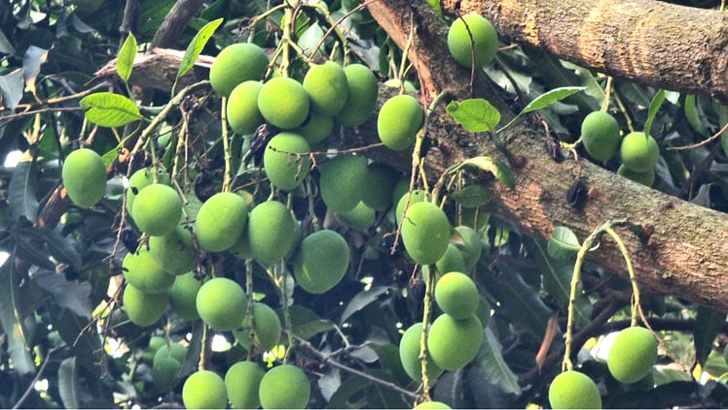 মেহেরপুরে ৪০ হাজার টন আম উৎপাদনের লক্ষ্যমাত্রা