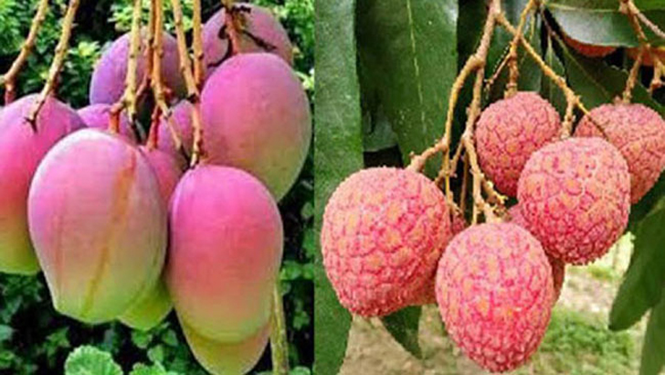 লিচুর রাজ্যেও আমের রাজত্ব