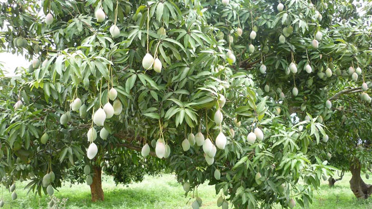 রাজশাহীর আম বিশ্বজুড়ে নাম