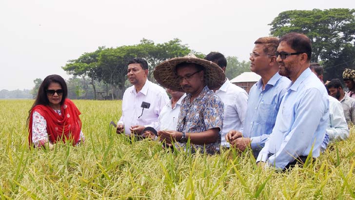 সরু চালের বাজার দখল করবে বিনা-২৫ ধান