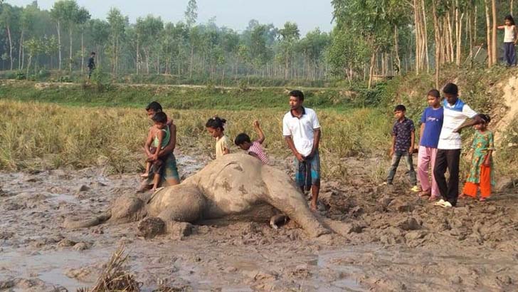 বৈদ্যুতিক ফাঁদে বন্যহাতির মৃত্যুতে মামলা