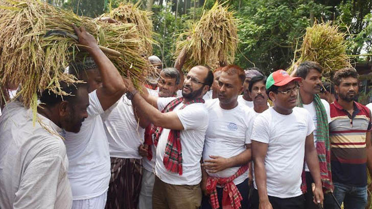 কৃষকের ধান কেটে দিল কৃষক লীগ নেতাকর্মীরা