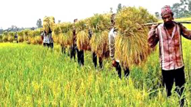 তীব্র লবণাক্ত জমিতে বোরো ধানের বাম্পার ফলন!