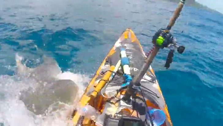 হাঙ্গরের কবল থেকে যেভাবে রক্ষা পেলেন তিনি (ভিডিও)