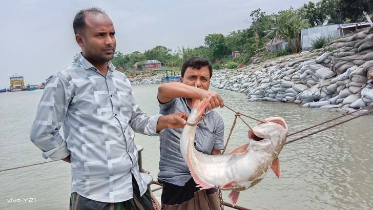 পদ্মার এক পাঙ্গাস ১২ হাজার টাকায় বিক্রি