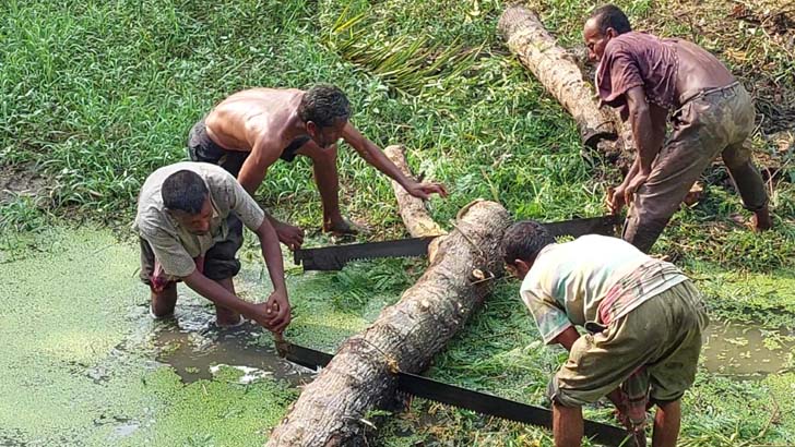 কালীগঞ্জে সরকারি রাস্তার গাছ কাটছেন ইউপি চেয়ারম্যান!