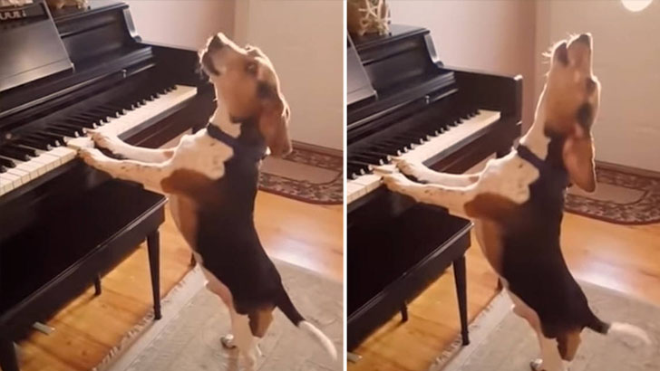 কুকুরের পিয়ানো বাজানোর ভিডিও ভাইরাল