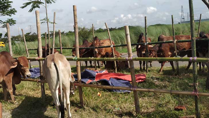 রাজধানীর আফতাবনগরে গরুর হাট বসানো যাবে না: হাইকোর্ট