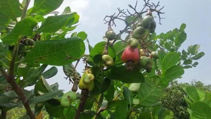 সমতলে কাজুবাদাম চাষে সফল, কৃষিতে অপার সম্ভাবনা