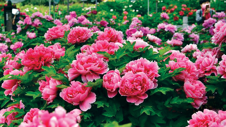 ফুল চাষ শিখতে বিদেশ যেতে চান ২০ কর্মকর্তা