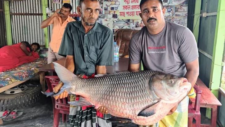 অর্ধলাখ টাকায় বিক্রি হলো একটি কাতল