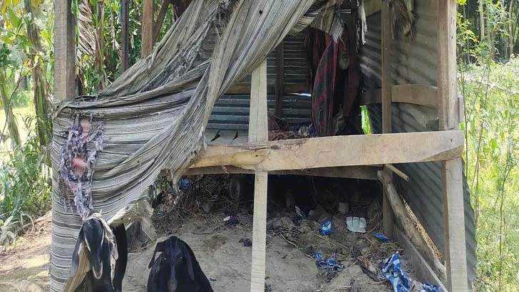 ছাগলের সঙ্গে বৃদ্ধের বসবাস, খাবার চাইলে মারধর করে ছেলে