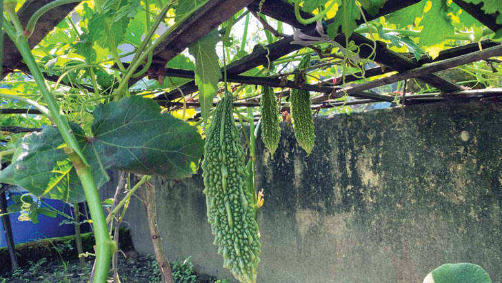 বৃষ্টিতে ছাদবাগানের যত্ন