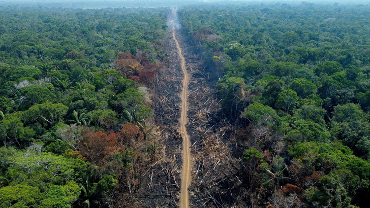 মাফিয়ার মুঠোয় ‘পৃথিবীর ফুসফুস’